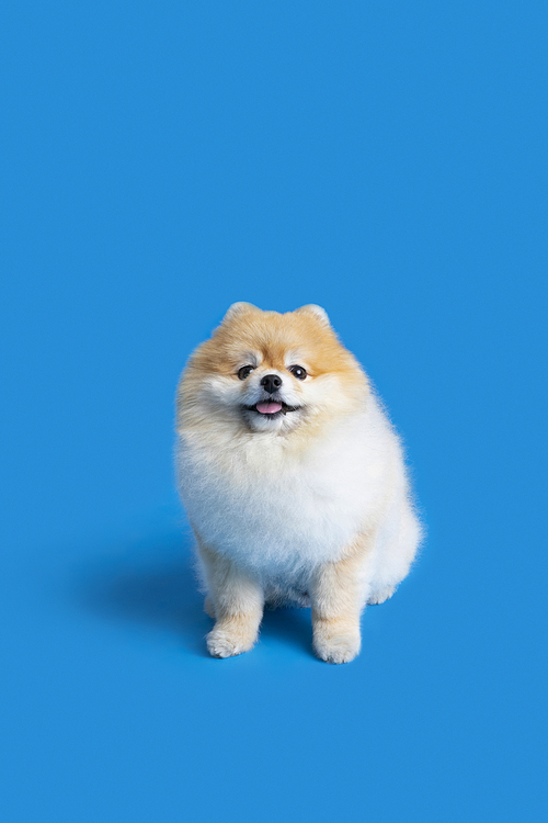 TEST_noDubItem's thumbnail image